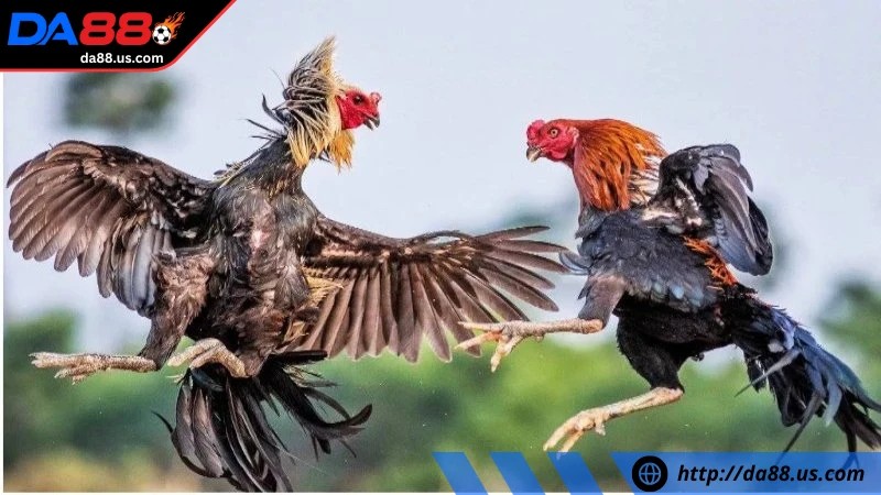 Một số loại hình đặt cược hot của đá gà trực tiếp tại Da88